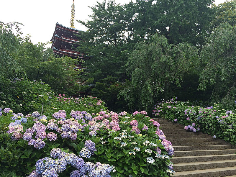 本土寺（あじさい寺）散策