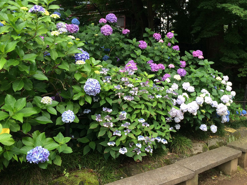 本土寺（あじさい寺）散策