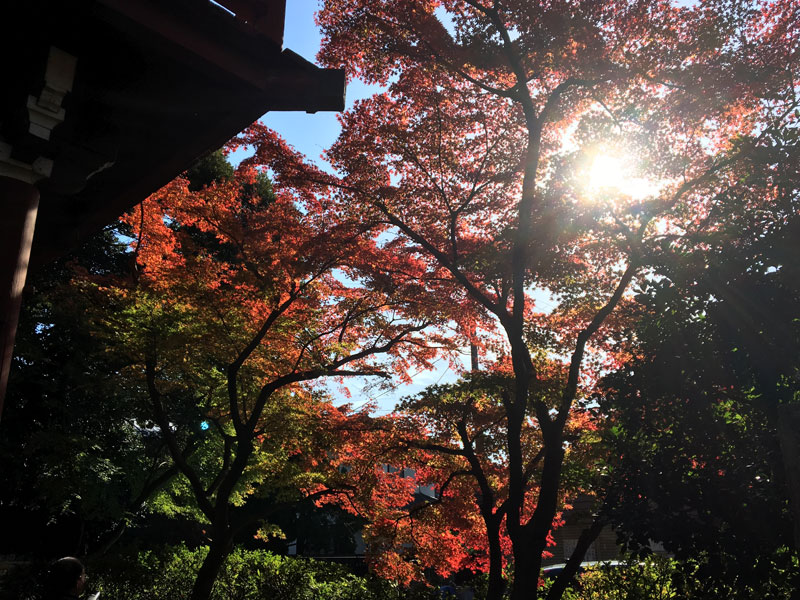 本土寺の紅葉＠北小金