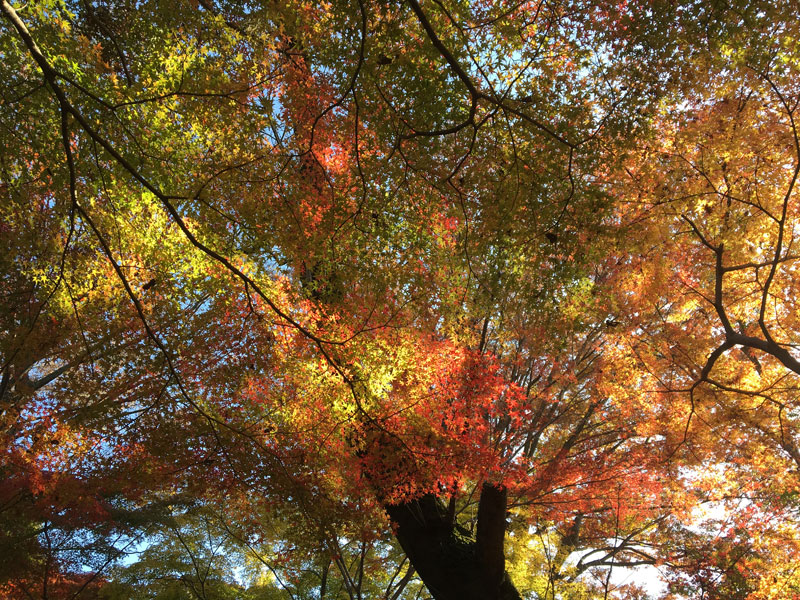 本土寺の紅葉＠北小金